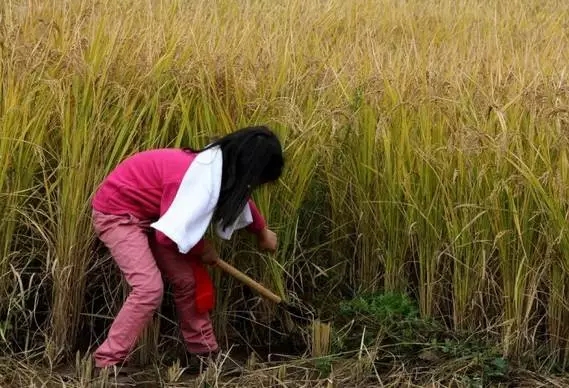 资讯中心  本地 正文 不知不觉 国庆小长假已近尾声 小时候割谷脸朝