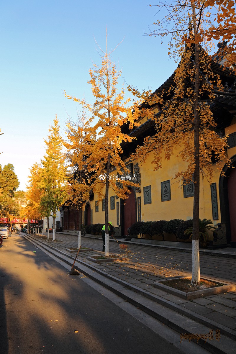 一年好景君须记，最是银杏叶黄时。（拍摄于龙港市龙港大道)  来源：新浪微博 河底高人