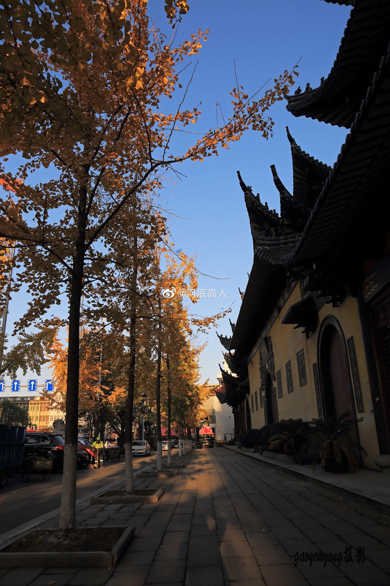 一年好景君须记，最是银杏叶黄时。（拍摄于龙港市龙港大道)  来源：新浪微博 河底高人