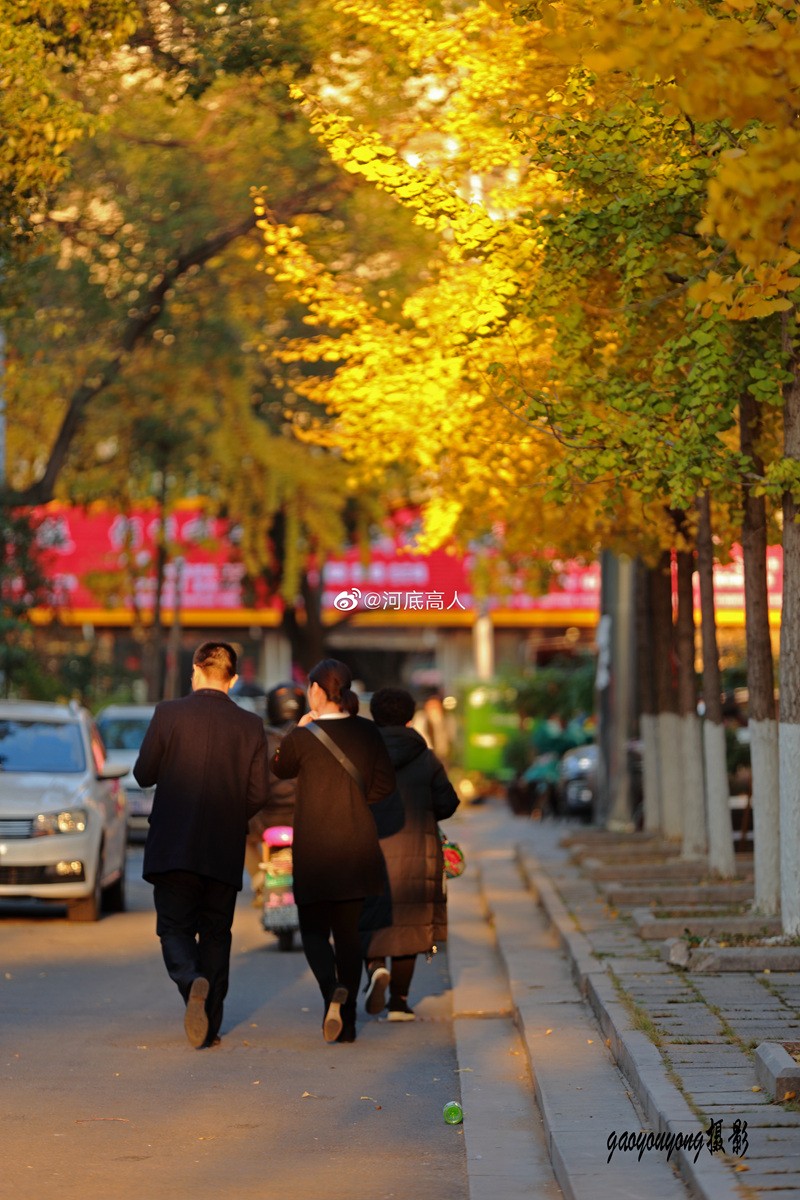 一年好景君须记，最是银杏叶黄时。（拍摄于龙港市龙港大道)  来源：新浪微博 河底高人