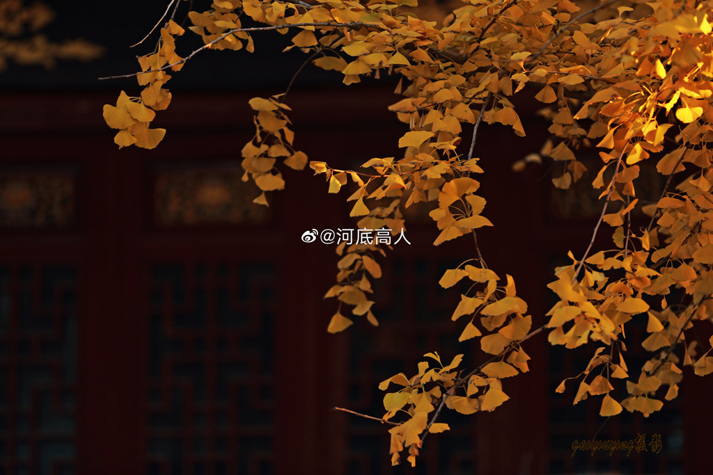 一年好景君须记，最是银杏叶黄时。（拍摄于龙港市龙港大道)  来源：新浪微博 河底高人