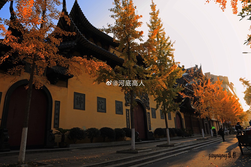 一年好景君须记，最是银杏叶黄时。（拍摄于龙港市龙港大道)  来源：新浪微博 河底高人