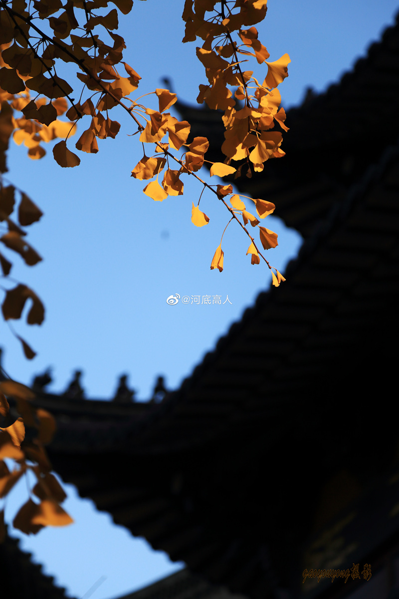 一年好景君须记，最是银杏叶黄时。（拍摄于龙港市龙港大道)  来源：新浪微博 河底高人