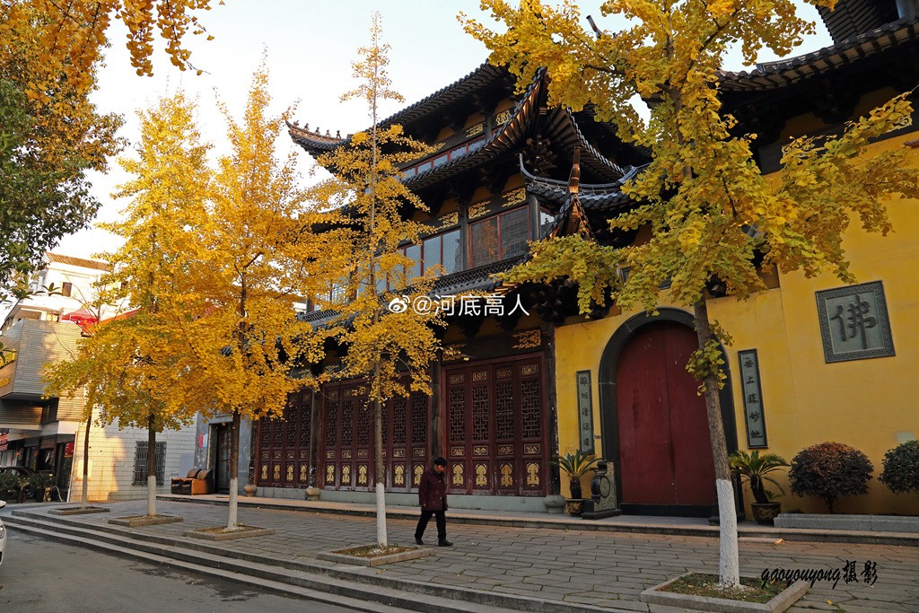 一年好景君须记，最是银杏叶黄时。（拍摄于龙港市龙港大道泰安商厦旁边)  来源：新浪微博 河底高人