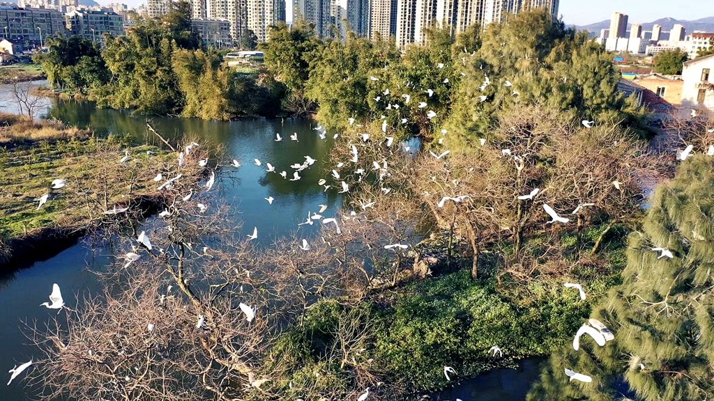 其实你知道吗？春天已经悄悄来临，油菜花都开了。 摄影：池长峰