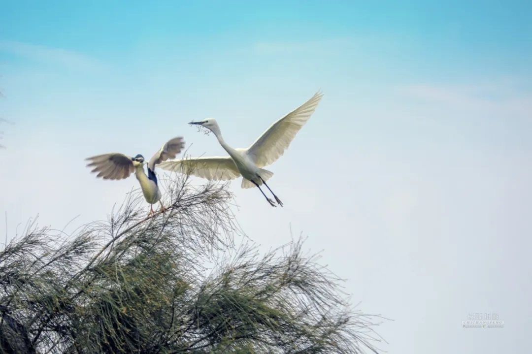这里是龙港市《湿地公园》,在下涝村『千年古村』旁边有一道亮丽风景;是白鹭和鸥鹭的天堂, 鸥鹭之多,品种之繁,绝对是国内稀少罕见的一道风景,观之心灵无不为之震撼,切莫轻视身边之风景,最好之风景就在吾等屋前屋后,远方之风景赏毕总须归,身边风景才属于你我,保护环境,就是保护你我身边之风景!来源:龙港舥艚网 摄影/池长峰
