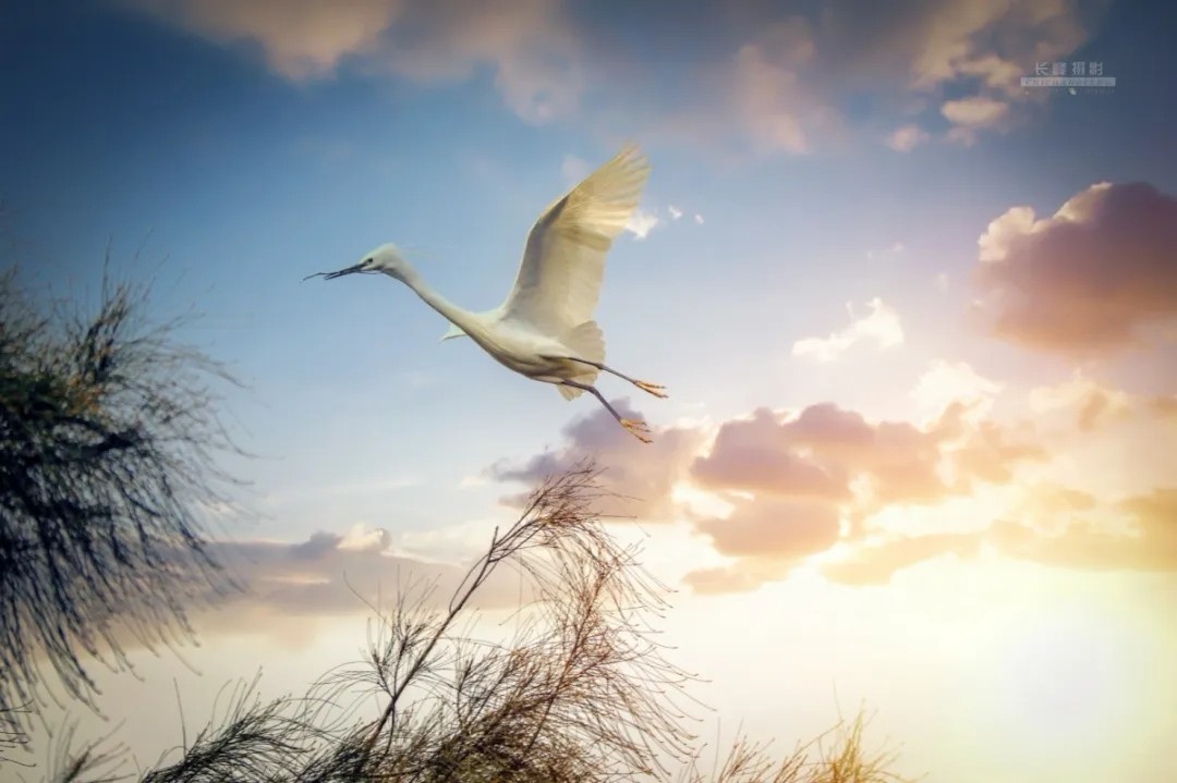 这里是龙港市《湿地公园》,在下涝村『千年古村』旁边有一道亮丽风景;是白鹭和鸥鹭的天堂, 鸥鹭之多,品种之繁,绝对是国内稀少罕见的一道风景,观之心灵无不为之震撼,切莫轻视身边之风景,最好之风景就在吾等屋前屋后,远方之风景赏毕总须归,身边风景才属于你我,保护环境,就是保护你我身边之风景!来源:龙港舥艚网 摄影/池长峰