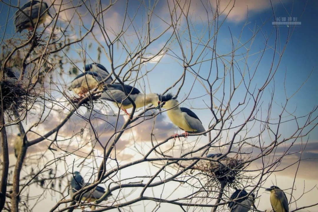 这里是龙港市《湿地公园》,在下涝村『千年古村』旁边有一道亮丽风景;是白鹭和鸥鹭的天堂, 鸥鹭之多,品种之繁,绝对是国内稀少罕见的一道风景,观之心灵无不为之震撼,切莫轻视身边之风景,最好之风景就在吾等屋前屋后,远方之风景赏毕总须归,身边风景才属于你我,保护环境,就是保护你我身边之风景!来源:龙港舥艚网 摄影/池长峰