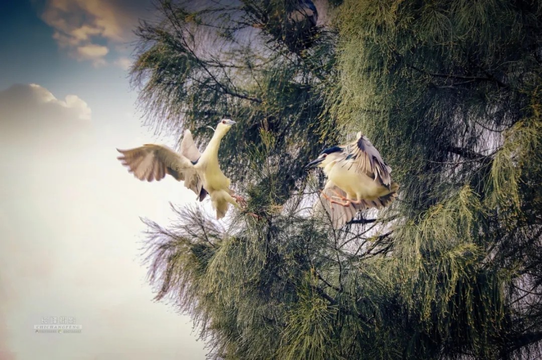 这里是龙港市《湿地公园》,在下涝村『千年古村』旁边有一道亮丽风景;是白鹭和鸥鹭的天堂, 鸥鹭之多,品种之繁,绝对是国内稀少罕见的一道风景,观之心灵无不为之震撼,切莫轻视身边之风景,最好之风景就在吾等屋前屋后,远方之风景赏毕总须归,身边风景才属于你我,保护环境,就是保护你我身边之风景!来源:龙港舥艚网 摄影/池长峰