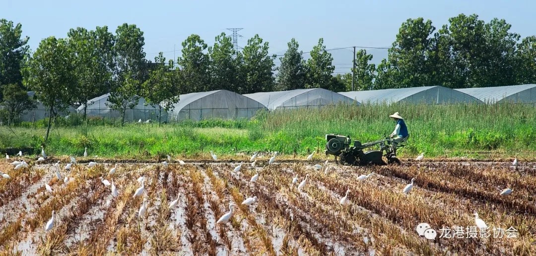 春天里 ——龙港摄影协会   和谐春耕(姜祥庆)