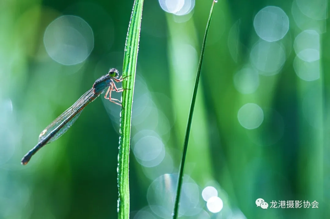 春天里 ——龙港摄影协会   春光(黄孝凯)