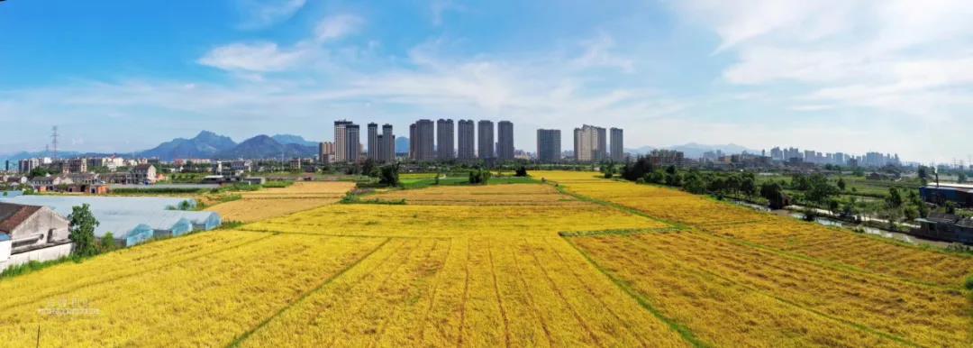 丰收的季节（美丽江山社区） 摄影：池长峰