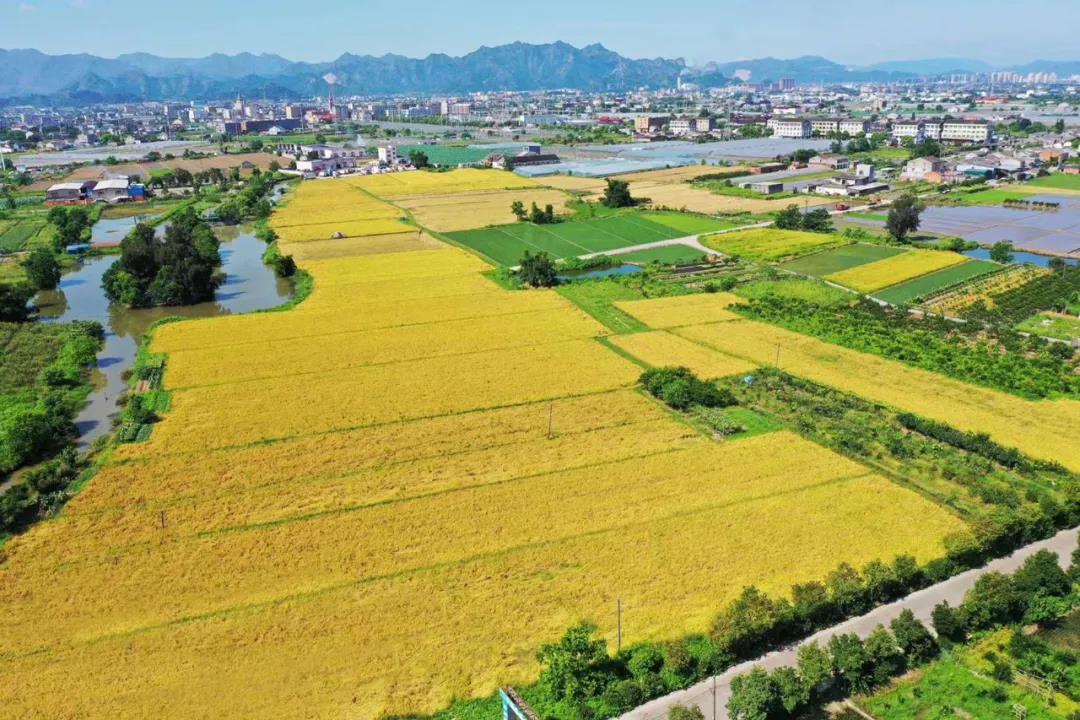 丰收的季节（美丽江山社区） 摄影：池长峰