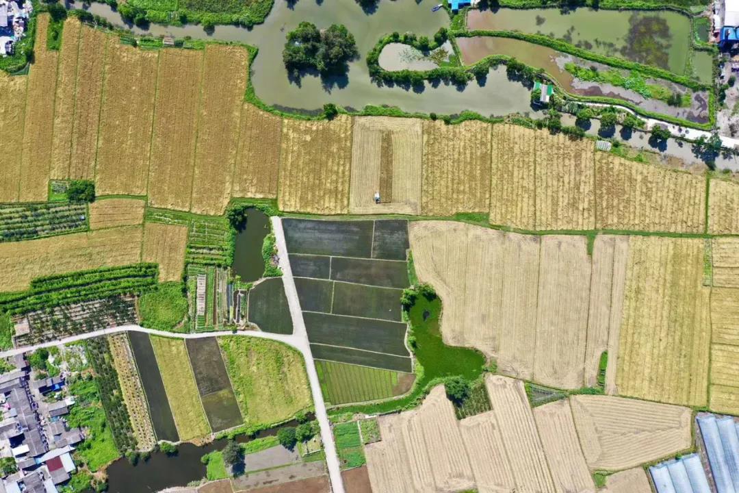 丰收的季节（美丽江山社区） 摄影：池长峰