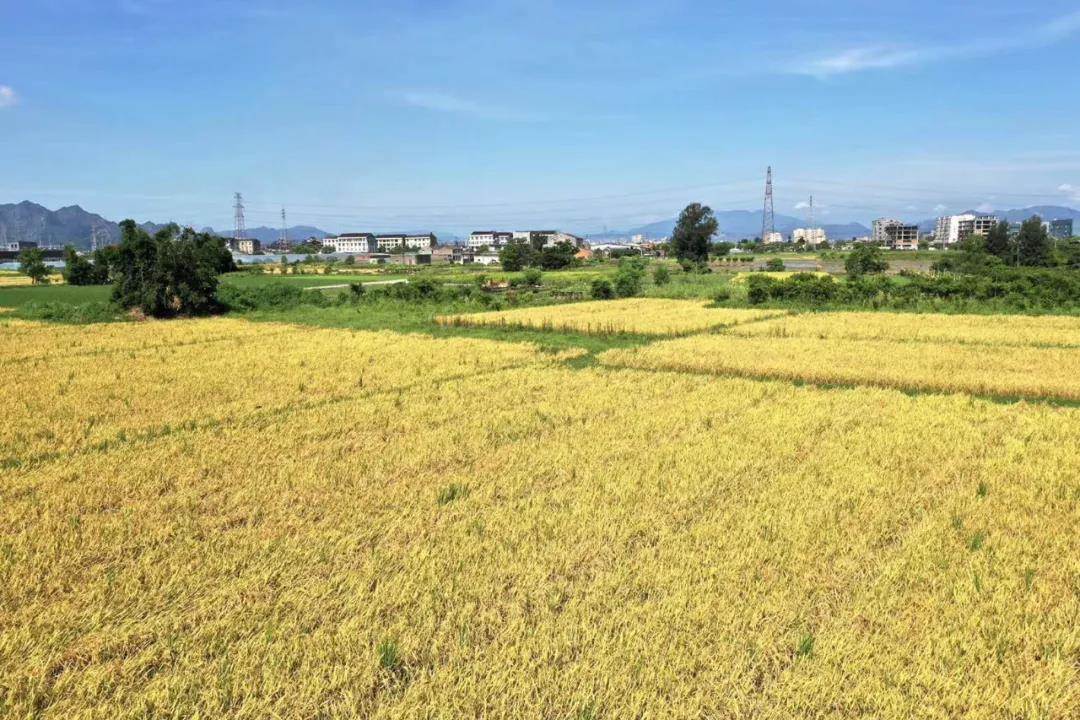 丰收的季节（美丽江山社区） 摄影：池长峰