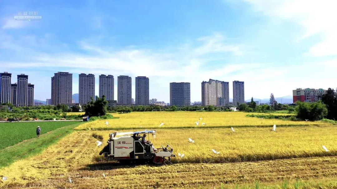 丰收的季节（美丽江山社区） 摄影：池长峰