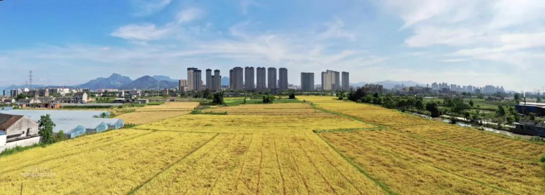 丰收的季节（美丽江山社区） 摄影：池长峰