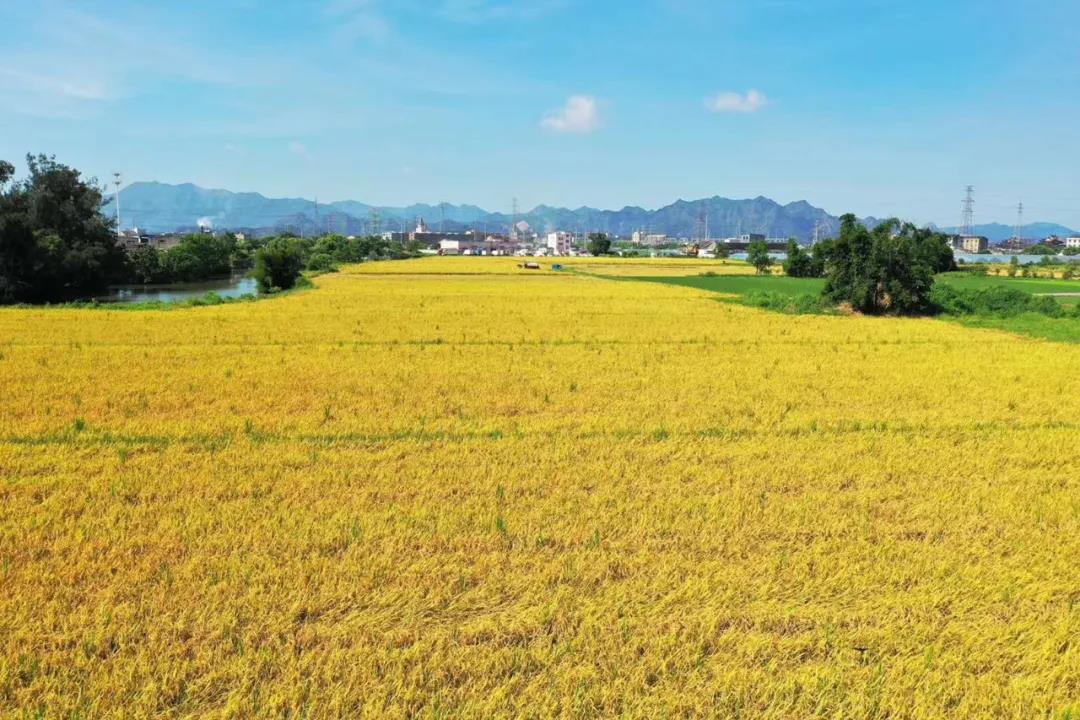 丰收的季节（美丽江山社区） 摄影：池长峰