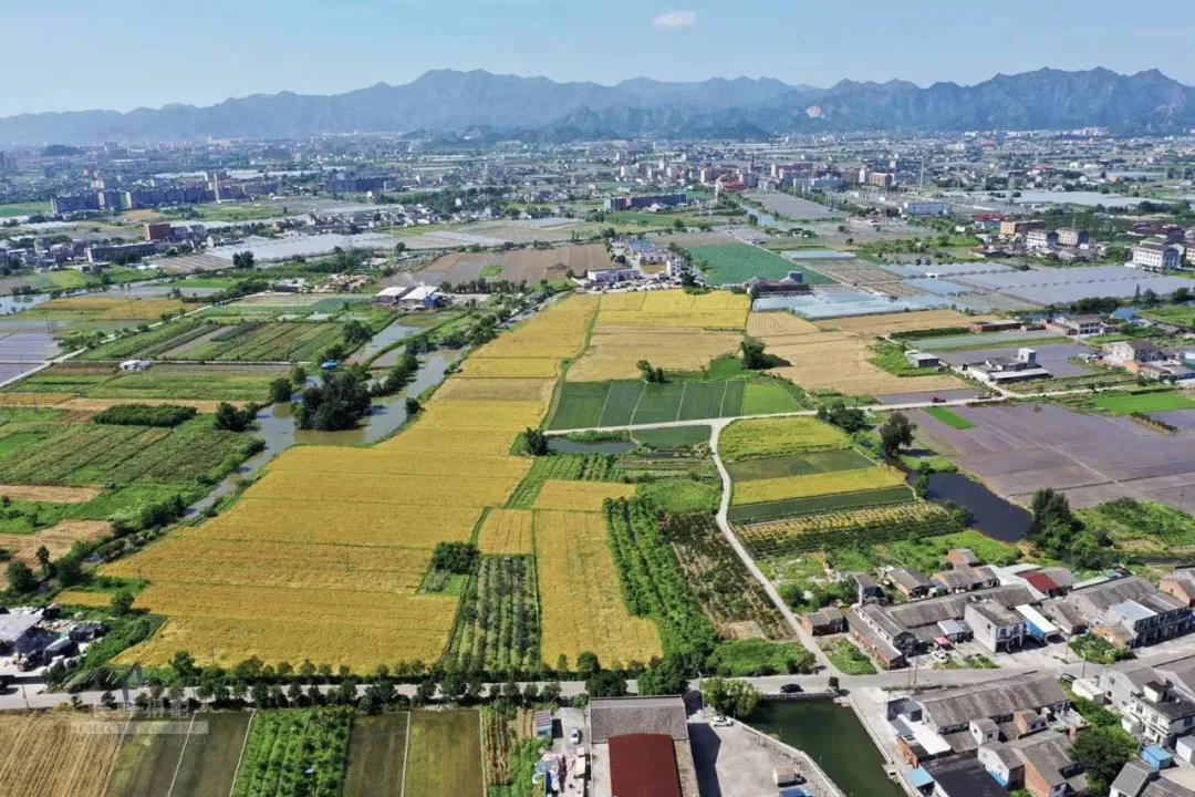 丰收的季节（美丽江山社区） 摄影：池长峰