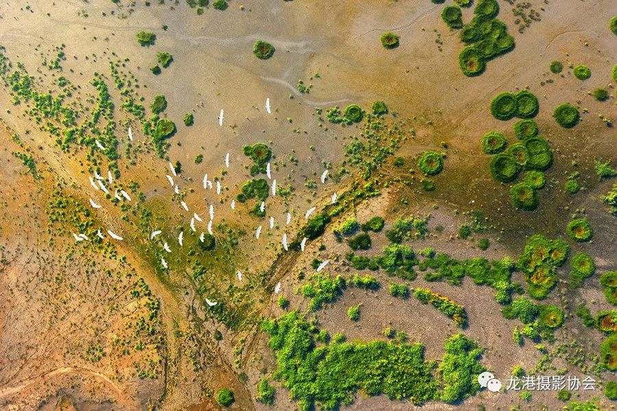 王友西 摄 《最美湿地》组照