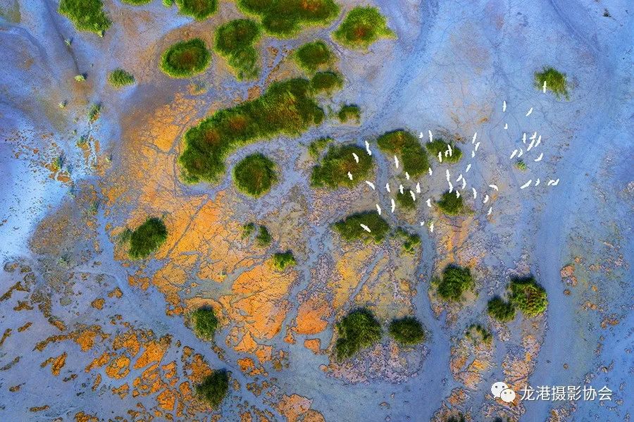 王友西 摄 《最美湿地》组照