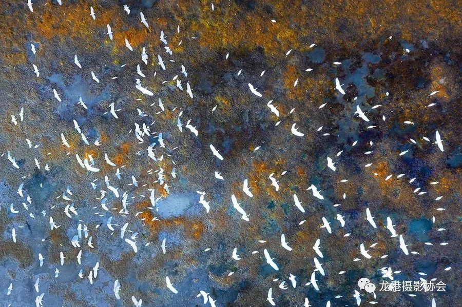 王友西 摄 《最美湿地》组照