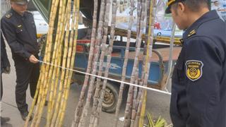 “天眼”联手巡逻员，以“绣花功夫”治理龙港“老毛病”！