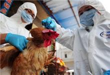 广东湛江出现H7N9禽流感"老谣新传" 警方辟谣