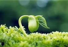 专家辟谣“植物激素”让娃“性早熟”