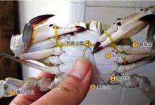 螃蟹身上有“针孔”是注水了？真相视频来了……