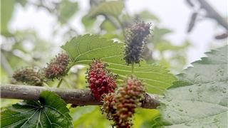 枝头“藏”着春日甜！龙港凤凰岛桑葚熟了