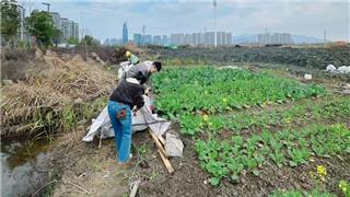龙港新城联合党委开展乱搭乱建专项整治行动