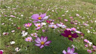 花海成卷！龙港这里，每一帧都是“家门口”的春日浪漫