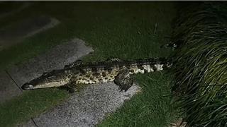 平阳鳌江一小区发现鳄鱼！非常凶，有1米长