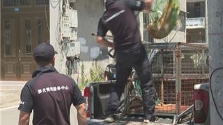 平阳出手了，流浪犬专项整治！捕捉流浪犬1131只  领养电话→